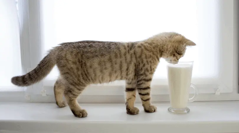 Can My Kitten Drink Almond Milk? Kitten Keeping