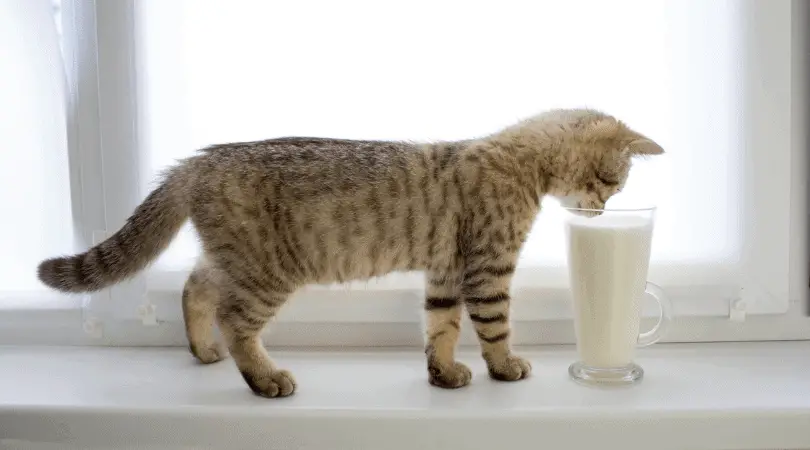 Can kittens clearance drink almond milk