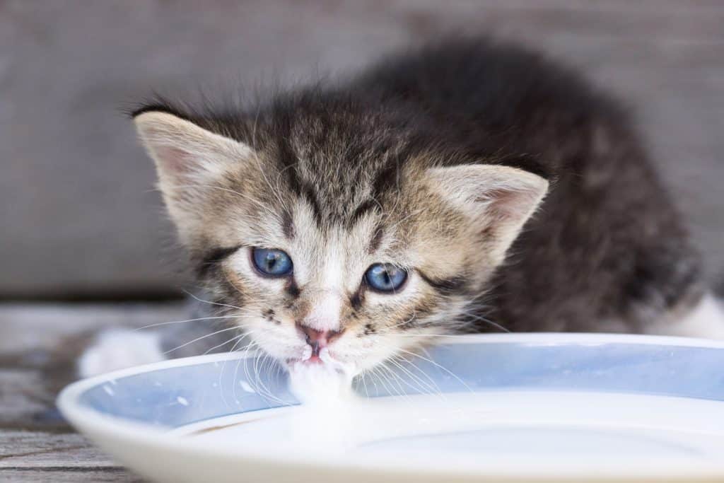 kittens and almond milk