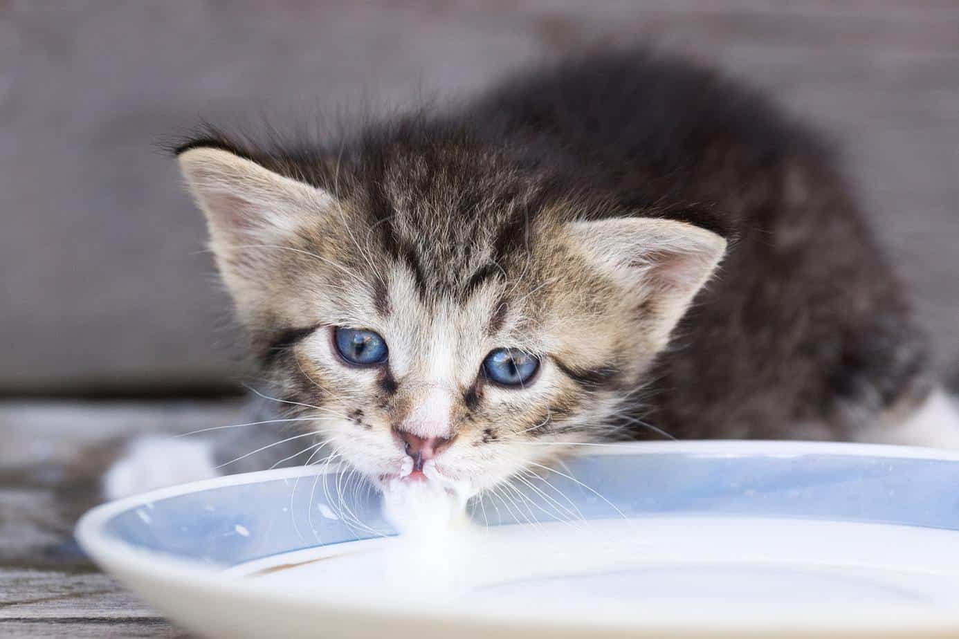cat sip almond milk
