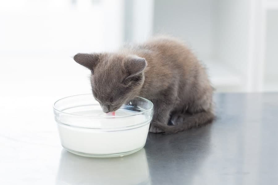 is almond milk good for kittens