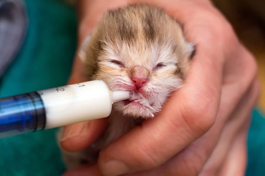 How Much Milk Does a Newborn Kitten Need? – Kitten Keeping