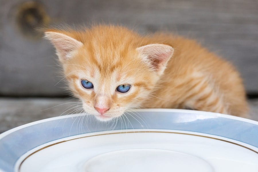 kittens and almond milk