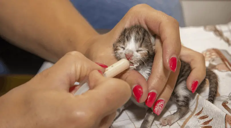 how to get a newborn kitten to latch on