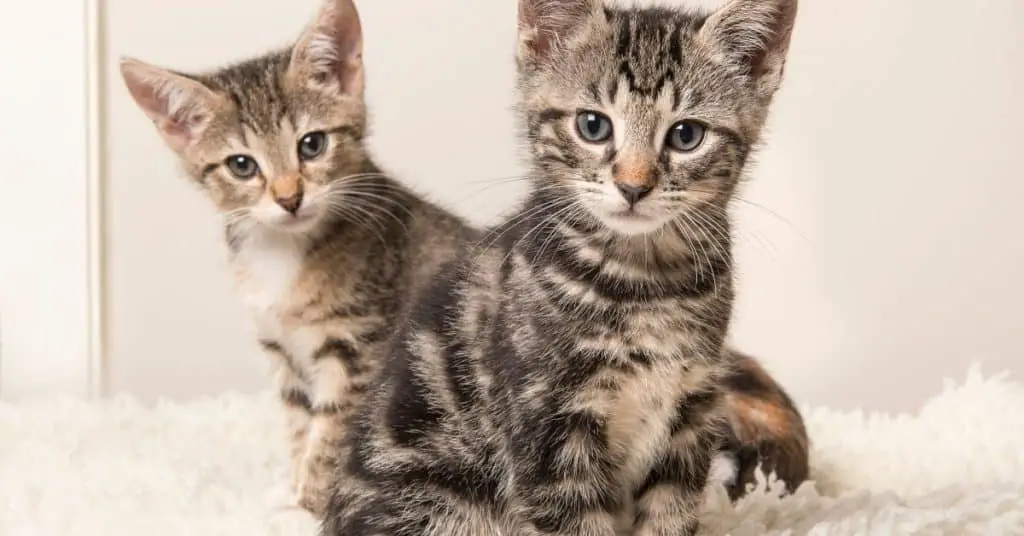 Leaving Two Kittens Home Alone (what age and for how long?) Kitten