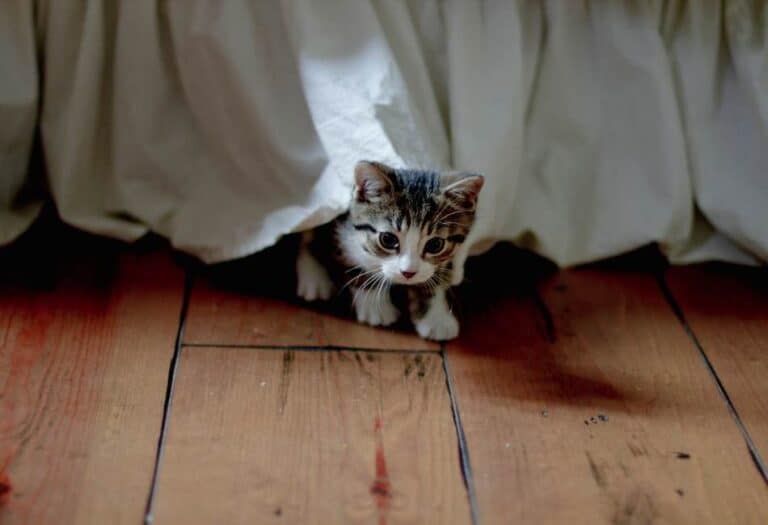 Why Do Kittens Hide Under The Bed? Kitten Keeping